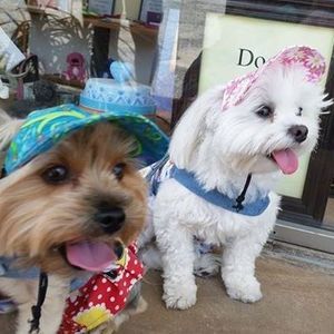 Meet your Posher, Stephanie